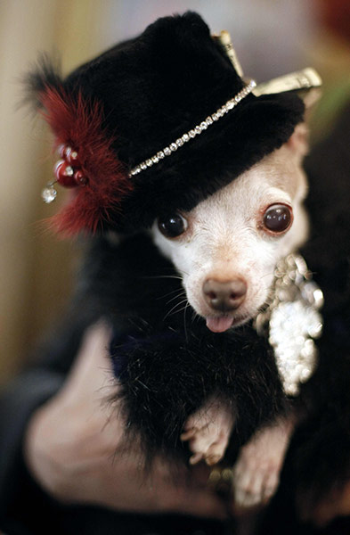 Chihuahuas: Vinny the Pimp