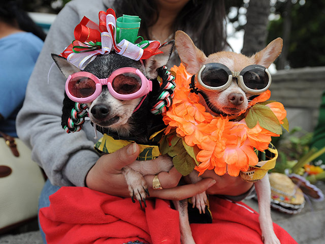 Chihuahuas: Lillybell and Sweet Pea