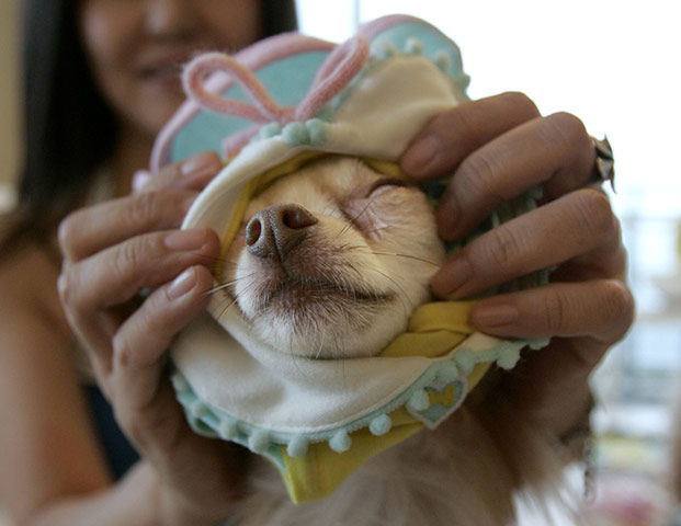 Chihuahuas: Tinkerbell