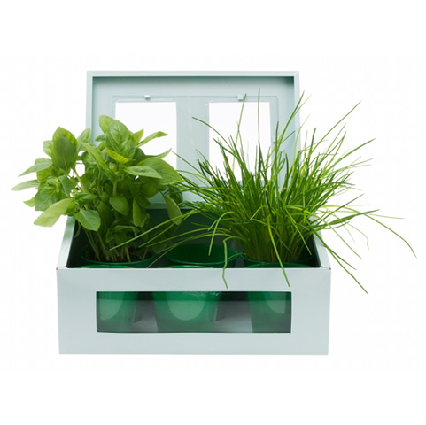 xmas gardens above 20: Mini greenhouse