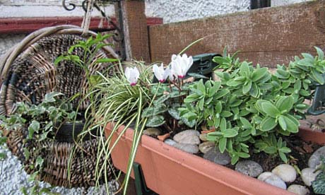 Helen Babbs' ornamental window box