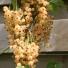 Whitecurrants trained against a fence