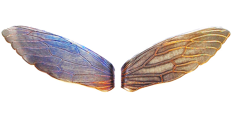 xmas-jewellery-over20: Cicada collar slides