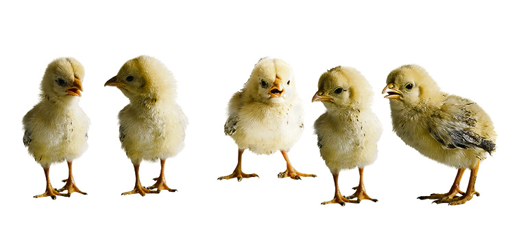 Eco and Charity Christmas: Chicken with young chicks