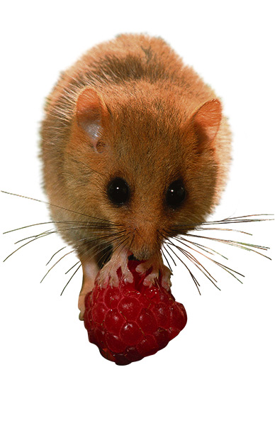 Eco and Charity Christmas: Sponsor a dormouse