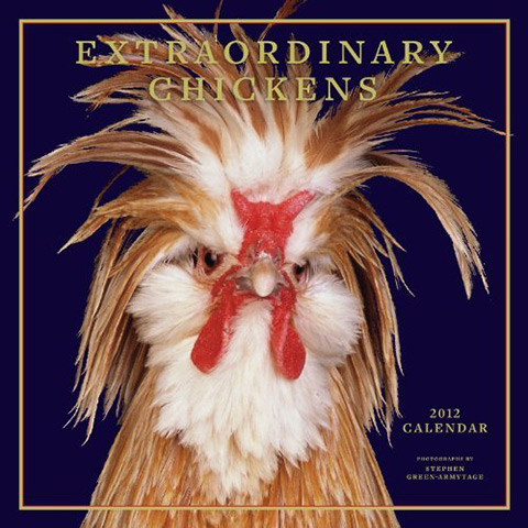 Calendars diaries 2012: Extraordinary chickens calendar