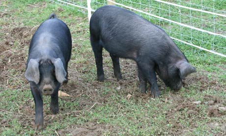 Ipswich Pig Club's Large Black pigs