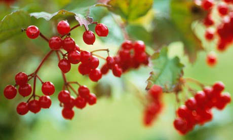 Guelder rose