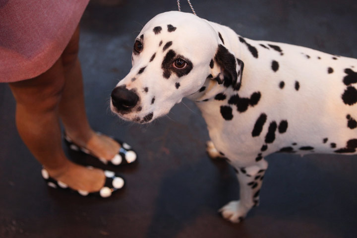 Crufts: Debbie Cheetham stands with her dalmatian dog at Crufts