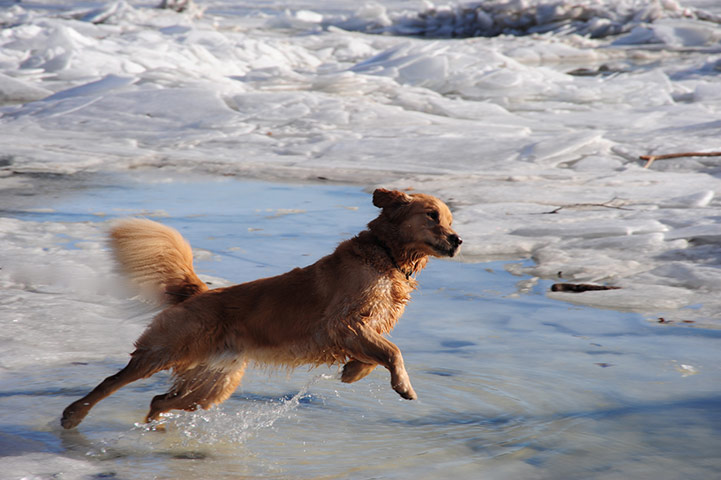 Dogs: A runner up in the Dogs at Play category
