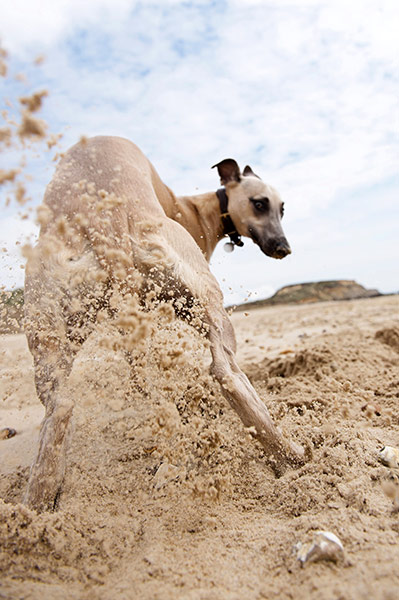 Dogs: A runner up in the Dogs at Play category