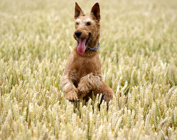 Dogs: A runner up in the Dogs at Play category