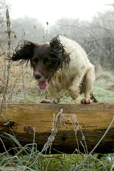 Dogs: A runner up in the Dogs at Work category