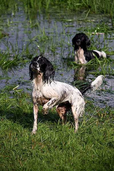 Dogs: A runner up in the Dogs at Work category
