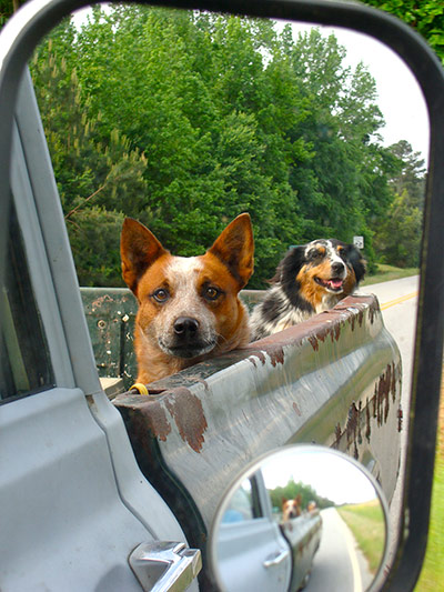 Dogs: A runner up in the I Love Dogs category