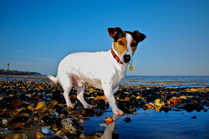 Dogs: A runner up in the I Love Dogs category