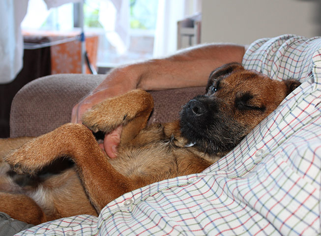 Dogs: A runner up in the Man's Best Friend category