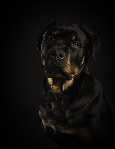Dogs: A runner up in the Portrait category