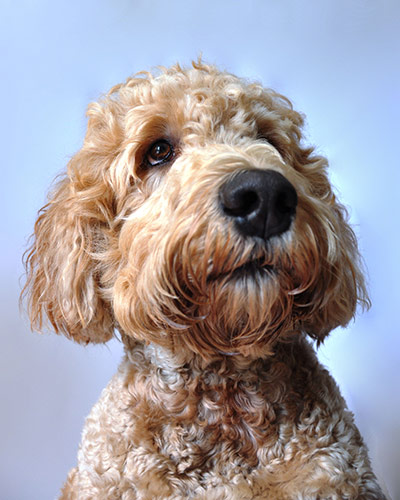 Dogs: A runner up in the Portrait category