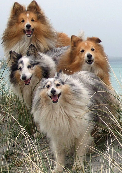 Dogs: A runner up in the Portrait category