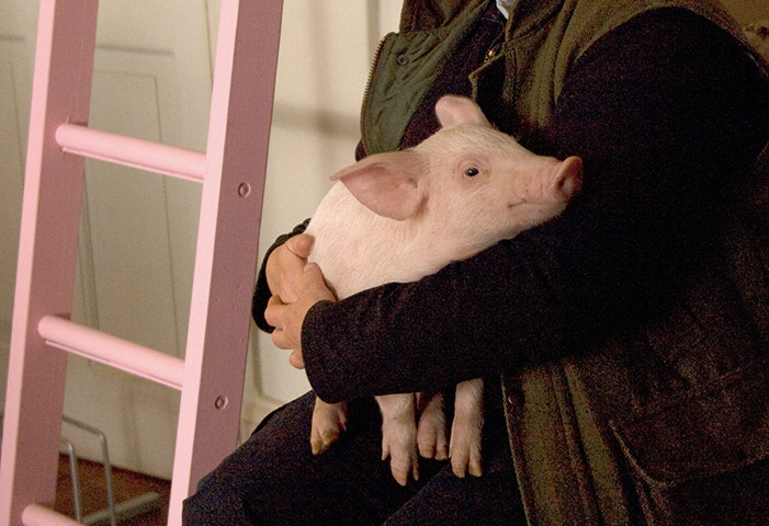 Mulberry 40th birthday: Mulberry 40th: A piglet takes a break during a busy shoot