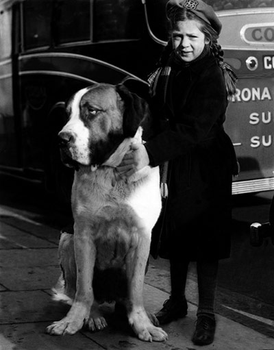 Vintage dogs: Crufts, 1950