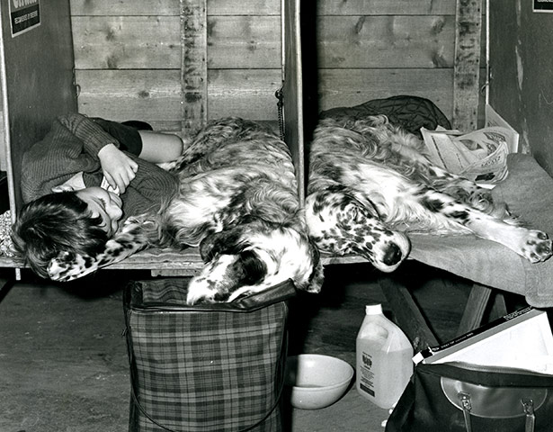 Vintage dogs: English setters at Crufts