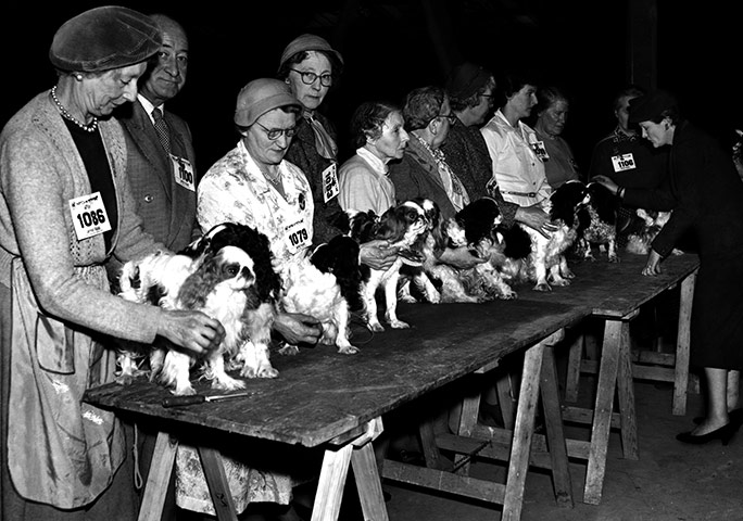 Vintage dogs: Crufts, 1957