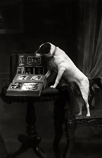 Vintage dogs: Dog and book