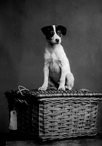 Vintage dogs: Dog on a basket