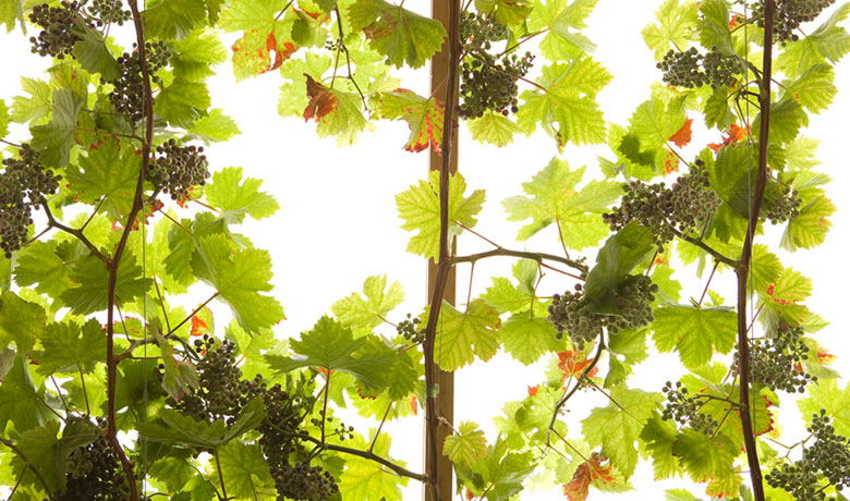 Lia Leendertz's garden