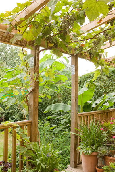 Lia Leendertz's garden