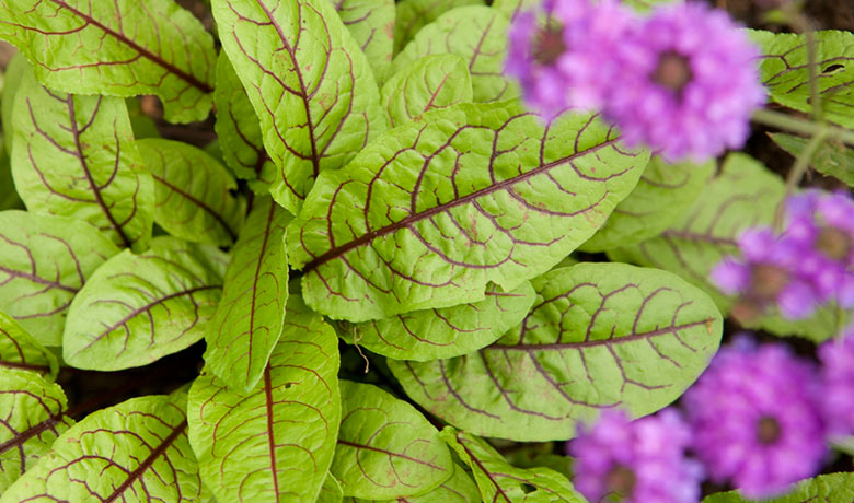 Lia Leendert'z garden