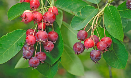 Juneberry