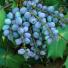 Mahonia 