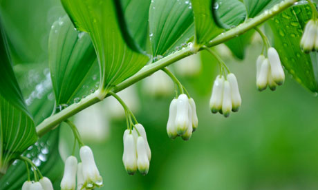 Solomon's seal