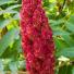Stag's horn sumach