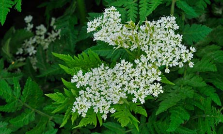 Sweet cicely