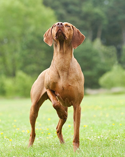 Dog photographer: Dogs at work category winner Mark Molloy