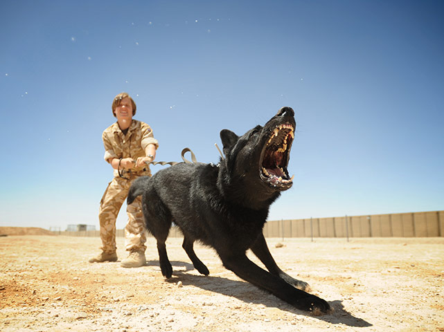 Dog photographer: Alex Fairfull's shot of a German Shepherd at work