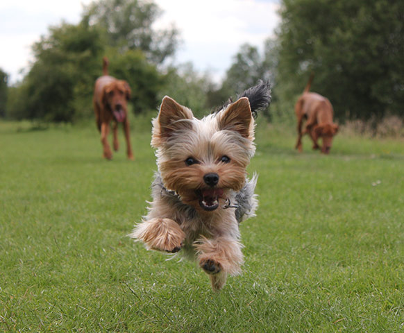 Dog photographer: Lucinda Seamons' Yorkshire Terrier