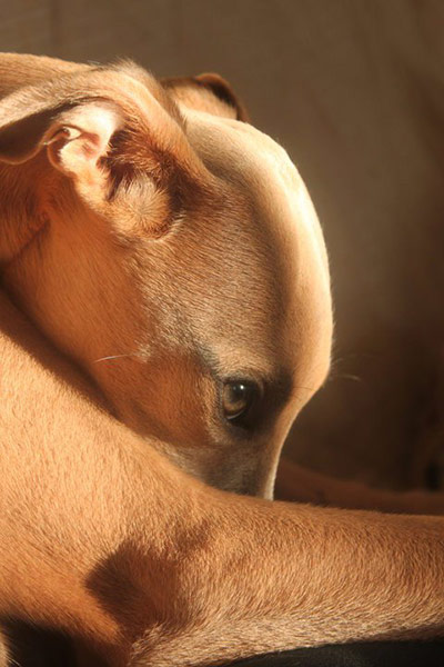 Dog photographer: Dog Photographer of the Year Overall Winner Tina Williams