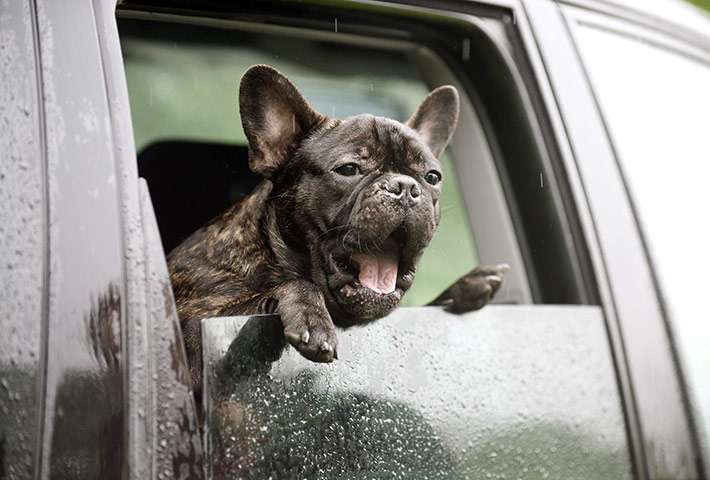 Dog photographer: Taida Tarabula's French Bulldog 