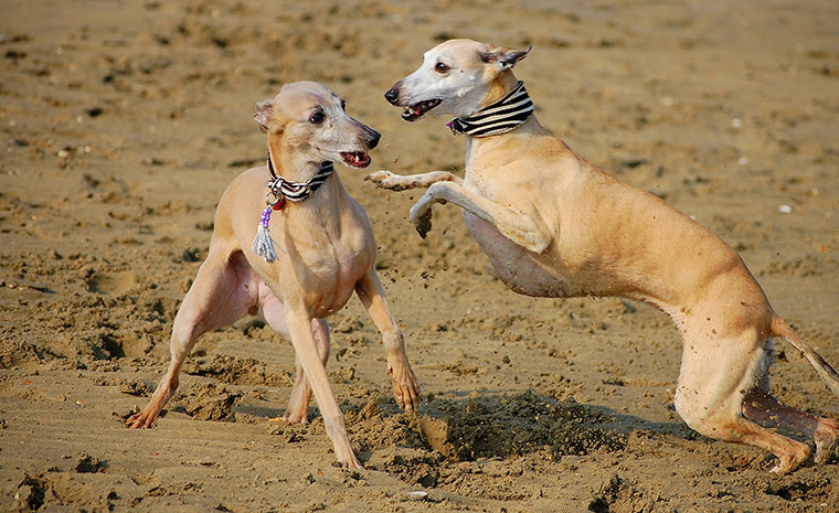 Dog photographer: Amy Louise Wilton's Whippets playing on a beach