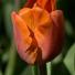 Tulip 'Cairo'
