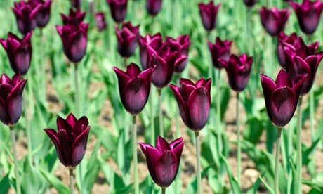 Tulip 'Havran'