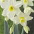Narcissus 'Silver Chimes'