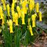 Narcissus cyclamineus
