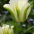 Tulip 'Spring Green'