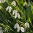 Galanthus ‘S. Arnott’